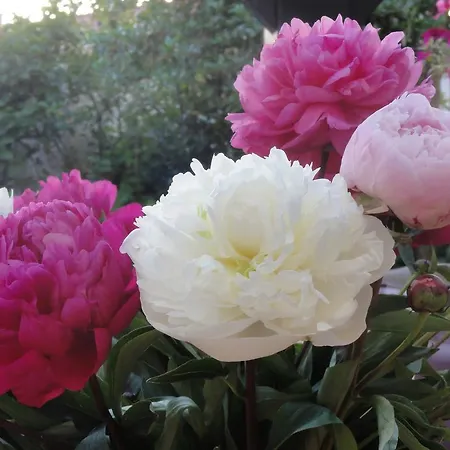 Guest house Luettje Meermaid